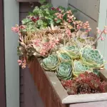 [Plantes dans la maison] Quelles fleurs conviennent à un balcon de soleil?