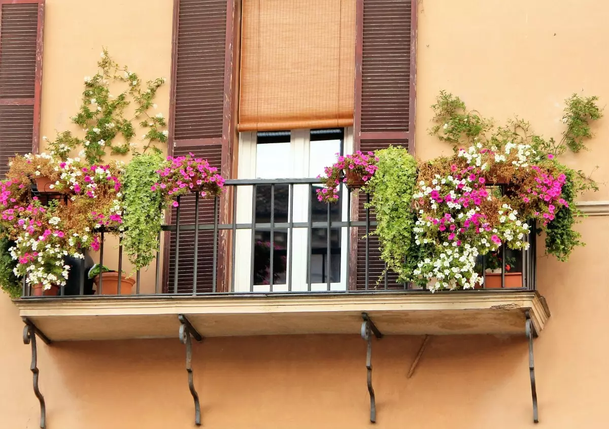 [Planzen am Haus] Wat Blummen si gëeegent fir eng Sonn Balkon?