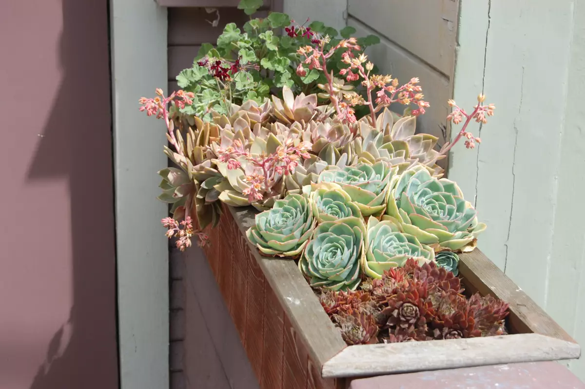 [Plantas na casa] Que flores son axeitadas para un balcón de sol?