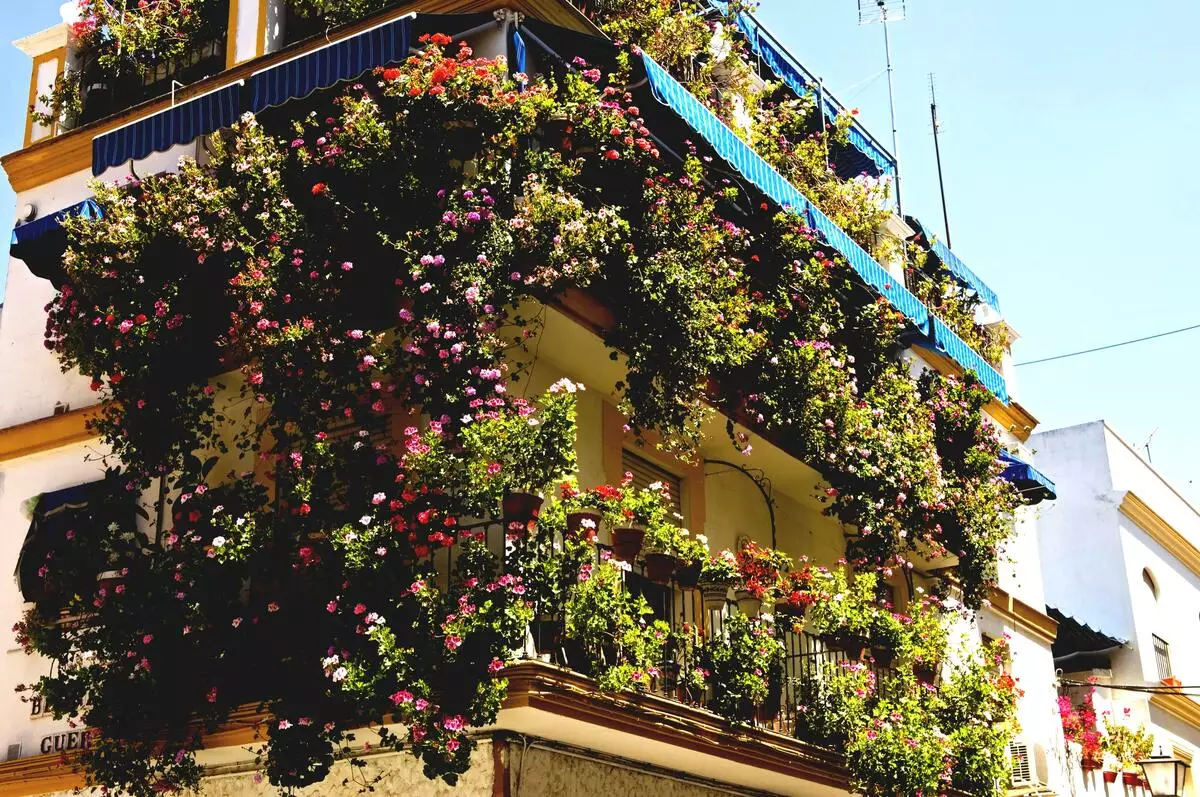 [Planten in het huis] Welke bloemen zijn geschikt voor een zonnebalkon?