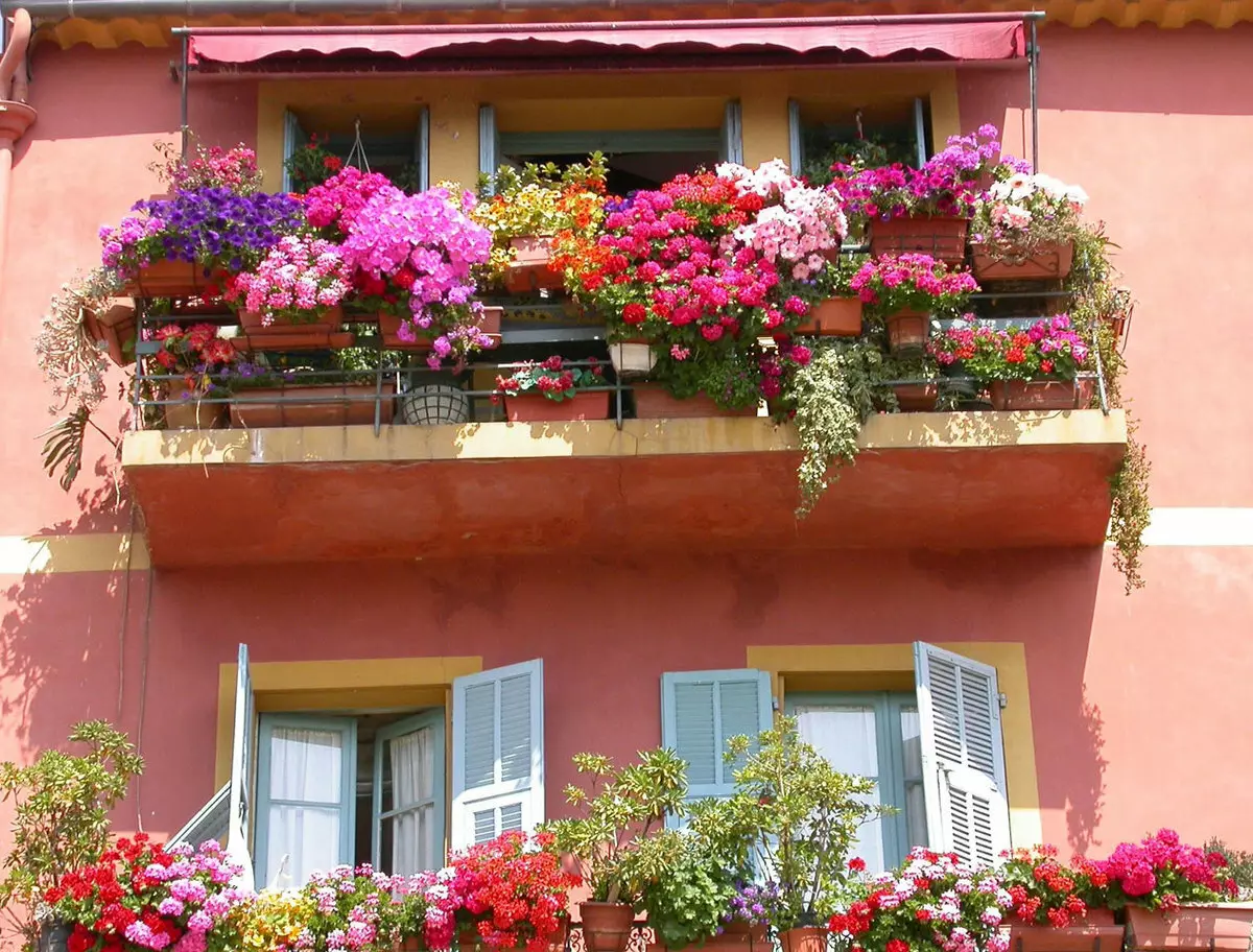 [Plantas en la casa] ¿Qué flores son adecuadas para un balcón sol?