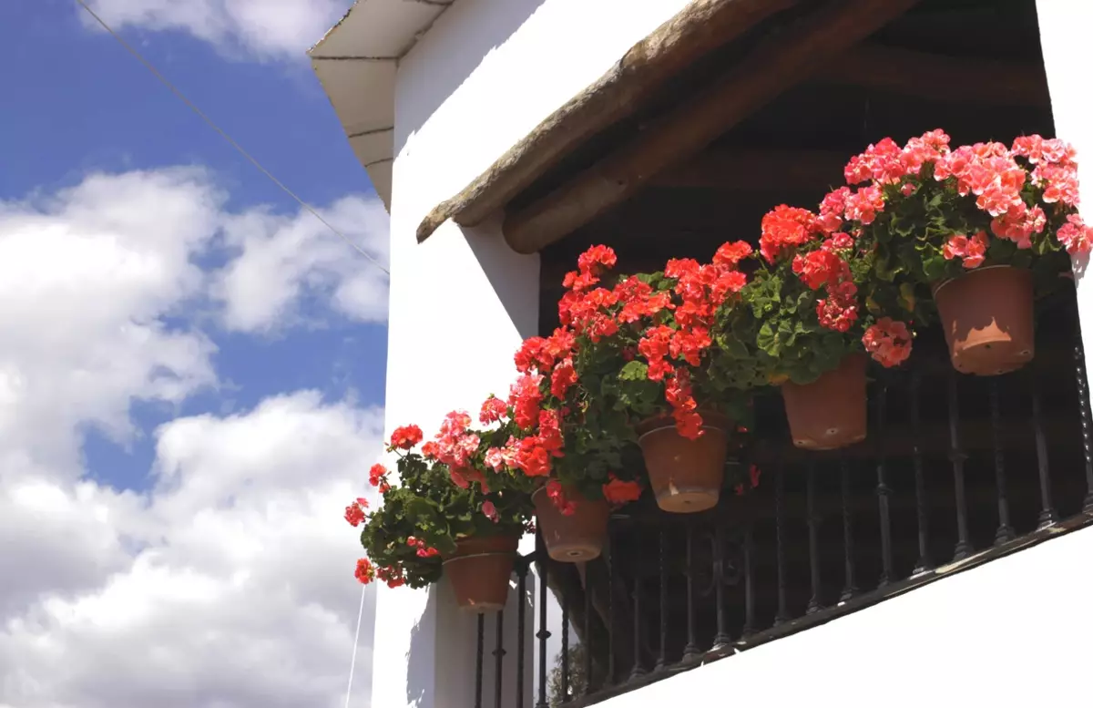 [Plants in the house] What flowers are suitable for a sun balcony?