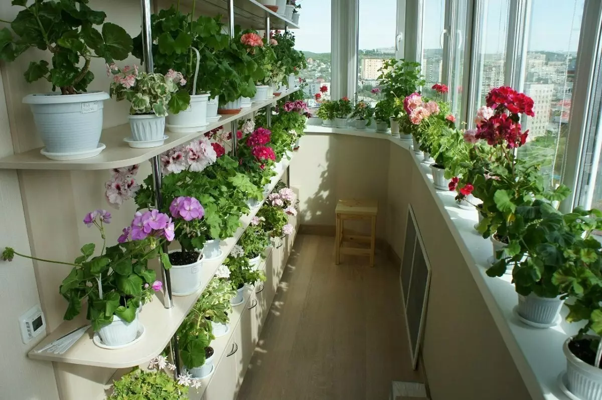 [Plantes a la casa] Quines flors són adequades per a un balcó de sol?