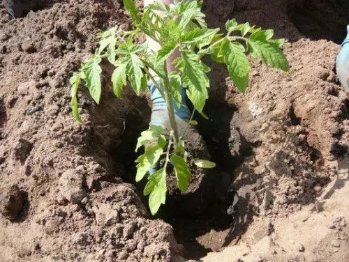 Ce qui est nécessaire pour mettre dans le puits lors de la plantation de tomates (vidéo)