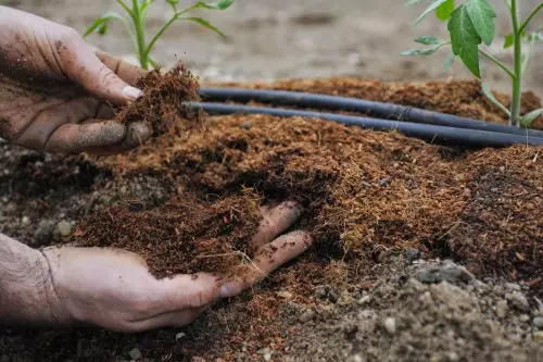 Ce qui est nécessaire pour mettre dans le puits lors de la plantation de tomates (vidéo)