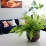 [Растенија во куќата] се грижат за домашен папрат