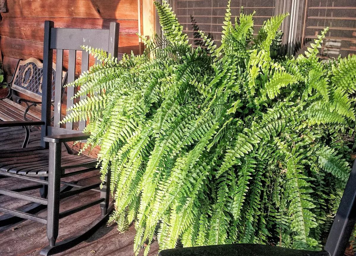 [Plantes dans la maison] S'occuper d'une fougère maison