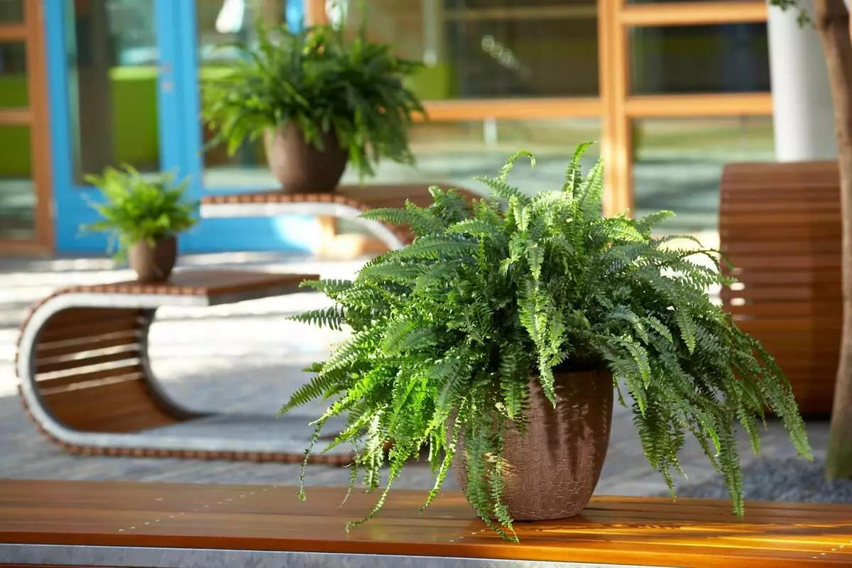 [Plantes dans la maison] S'occuper d'une fougère maison