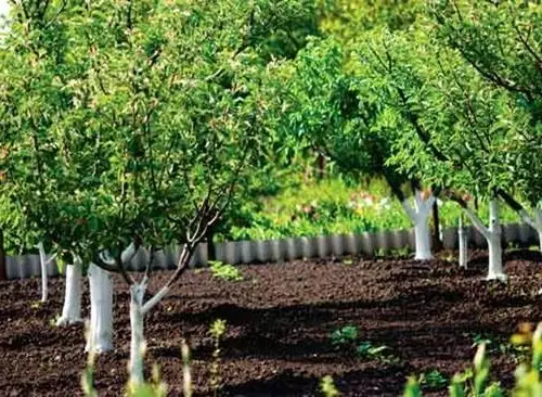Kako staviti voće, listopadne i crnogorični stabla u području zemlje