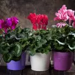 [Plants in the house] Why does the cyclamen start?