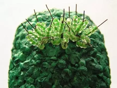 Gyöngy kaktusz: szövés séma és kaktusz virág mester osztály fotóval és videóval