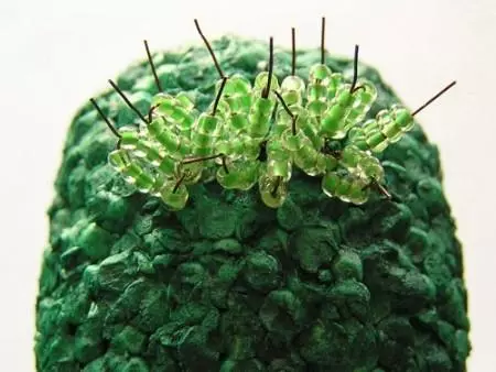 Bead Cactus: WEAVING SCHEME ug Cactus Full Master Master Class nga adunay litrato ug video