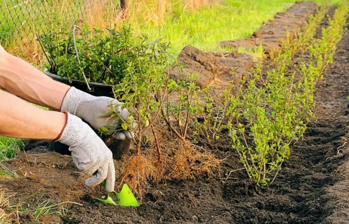 Какво да засадите през есента на Дача: 7 съвета за градинари (38 снимки)