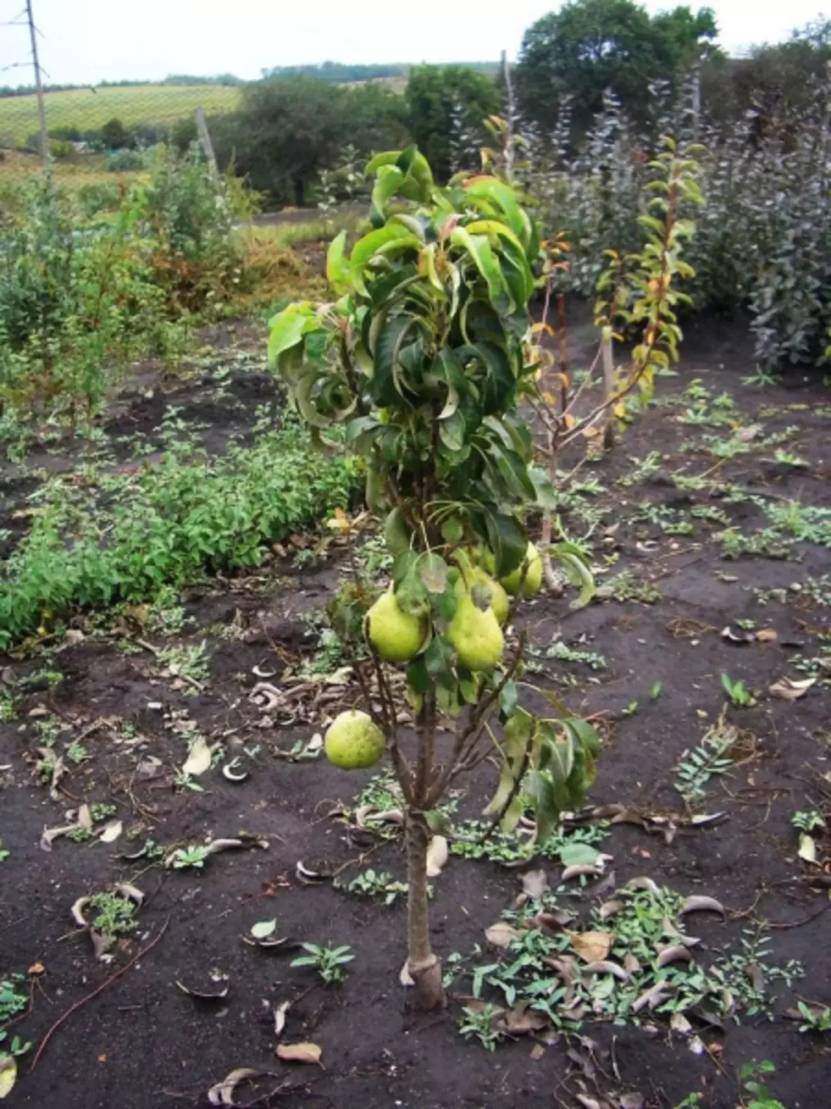 Dacha ನಲ್ಲಿ ಬೀಳುತ್ತವೆ ಏನು: ತೋಟಗಾರರು 7 ಸಲಹೆಗಳು (38 ಫೋಟೋಗಳು)