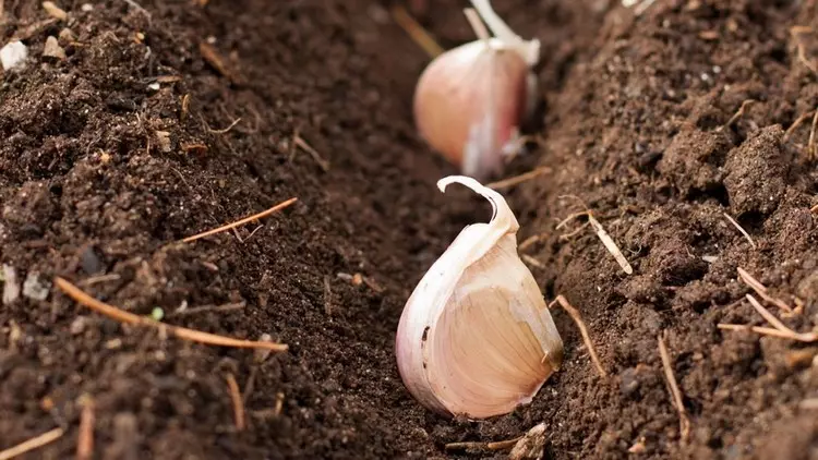 Какво да засадите през есента на Дача: 7 съвета за градинари (38 снимки)