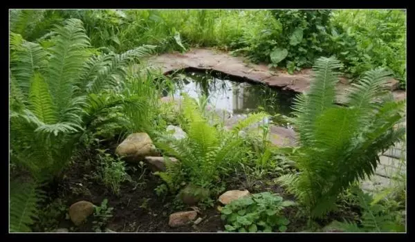 چگونه یک حوضچه را در کلبه، در باغ، در نزدیکی خانه بسازیم