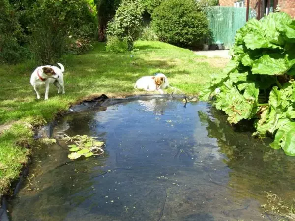 Как да направим езерце в къщата, в градината, близо до къщата