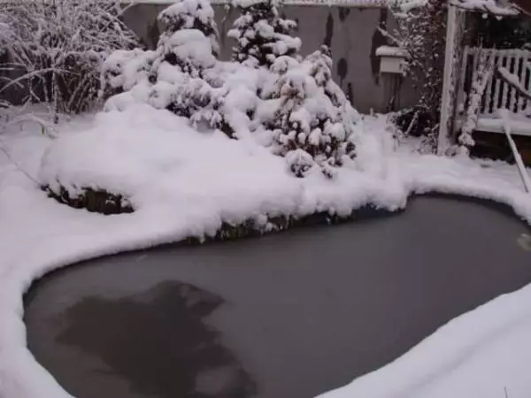 Kako napraviti ribnjak u kućici, u vrtu, u blizini kuće