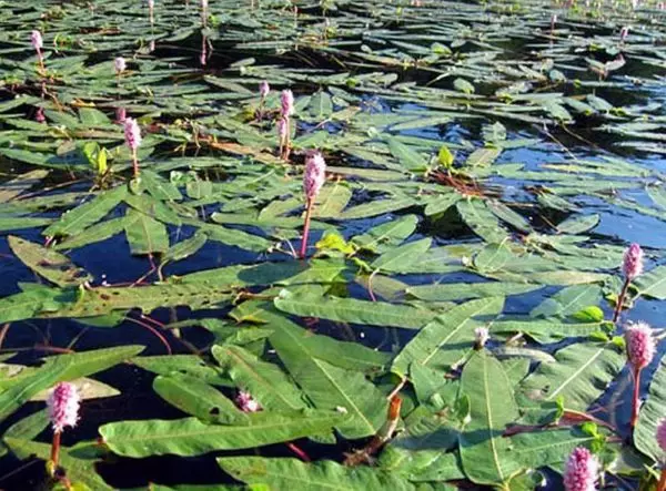 Bagaimana untuk membuat kolam di pondok, di taman, berhampiran rumah