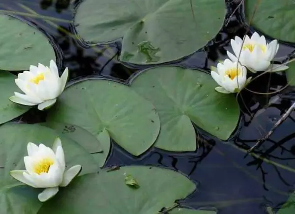 Wéi ee Pond am Gîtezwecker mécht, am Gaart, no beim Haus