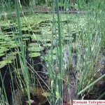 Bagaimana untuk membuat kolam di pondok, di taman, berhampiran rumah