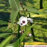 Comment faire un étang au gîte, dans le jardin, près de la maison