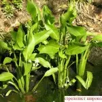 How to make a pond at the cottage, in the garden, near the house