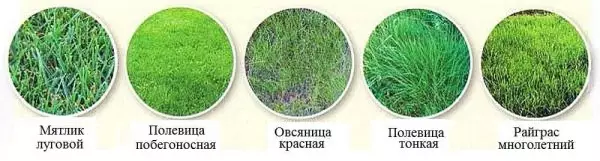 Kako narediti travnik: Vrsta, priprava, pristan, skrb