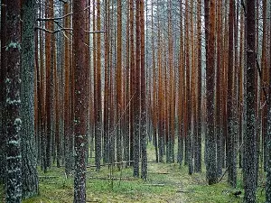 Funktioner af møbler fra Karelian Pine