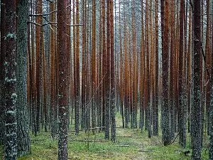 Kareliako pinutik altzarien ezaugarriak