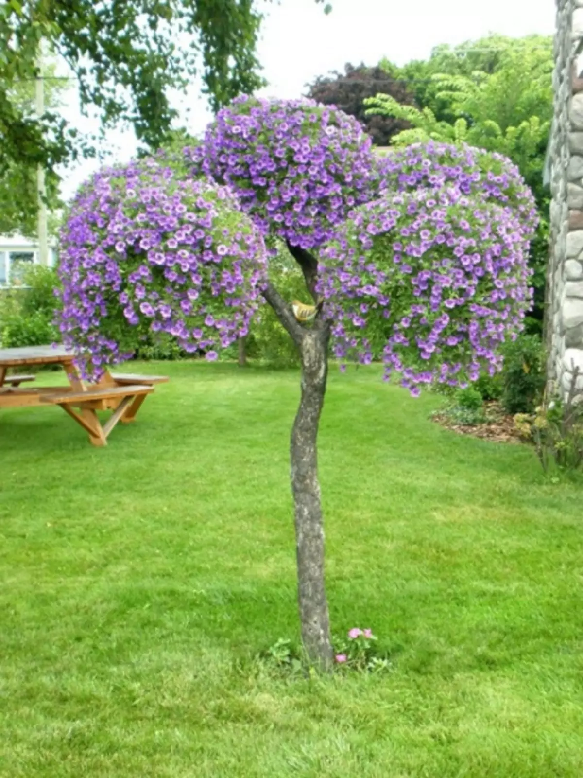 Comment décorer des arbres dans le jardin au cottage (4 photos)
