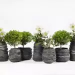 Cachepo i testos de plantes verdes: Tendències 2019