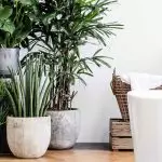 Cachepo en potten foar griene planten: Trends 2019