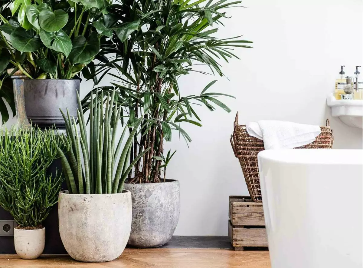 Cachepo e vasos para plantas verdes: tendências 2019