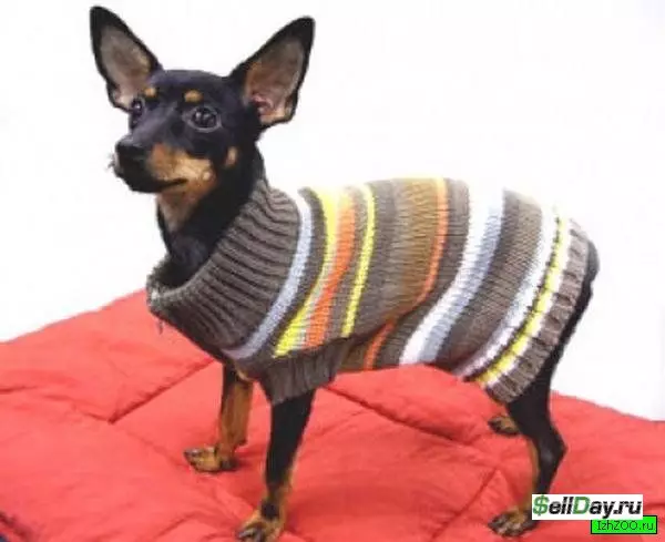 Knit for dogs of small breeds according to the schemes with a description