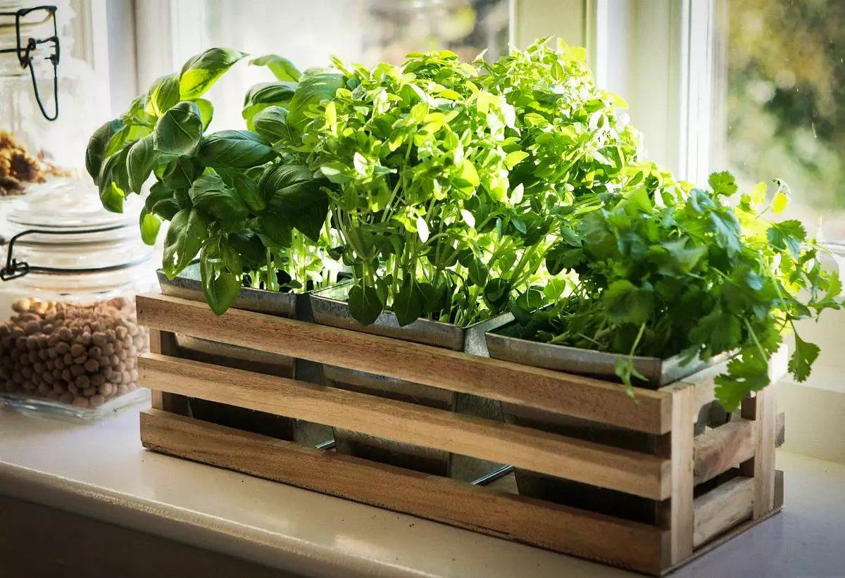 [Pflanzen im Haus] Welche Grünen können auf Ihrem eigenen Fensterbrett angebaut werden?