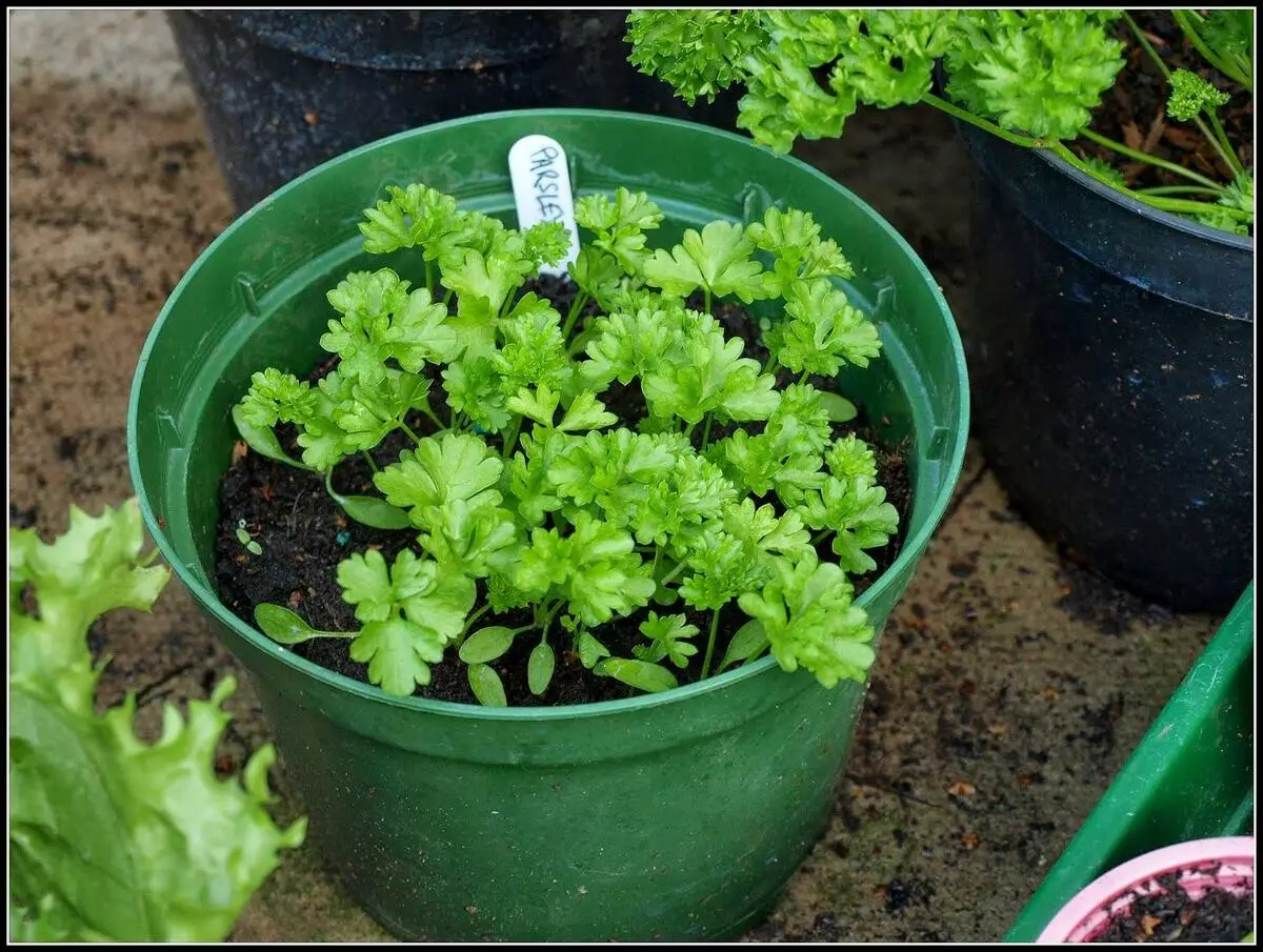[Talon kasvit] Millaisia ​​vihreitä voidaan kasvattaa omalla ikkunamme?