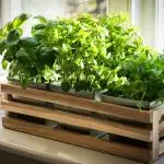 [집안의 식물] 당신 자신의 창턱에서 어떤 종류의 채소를 자란 어떤 종류의 채소를 자라질 수 있습니까?