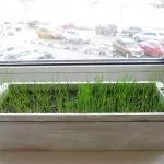 [Растенија во куќата] Каков вид на зеленчук може да се одгледува на свој прозорец?