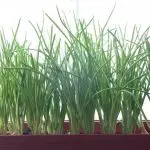 [Planter i huset] Hvilken slags greens kan dyrkes på din egen vindueskarme?