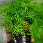 [Plantes a la casa] Quin tipus de verds es pot cultivar a la vostra pròpia finestra?