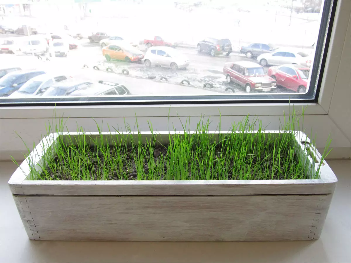 [ઘરના છોડ] તમારી પોતાની Windowsill પર કયા પ્રકારની ગ્રીન્સ ઉગાડવામાં આવે છે?
