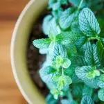 [พืชในบ้าน] สีเขียวชนิดใดที่สามารถปลูกได้บน windowsill ของคุณเอง?