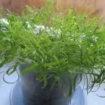 [Rastliny v dome] Aký druh zelených môže byť pestovaný na vlastnej Windowsill?