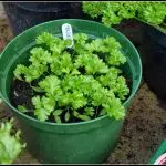 [房子裡的植物]可以在自己的窗台上種植什麼樣的蔬菜？
