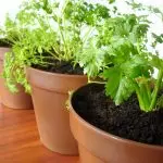 [צמחים בבית] איזה סוג של ירקות יכול להיות גדל על אדן החלון שלך?