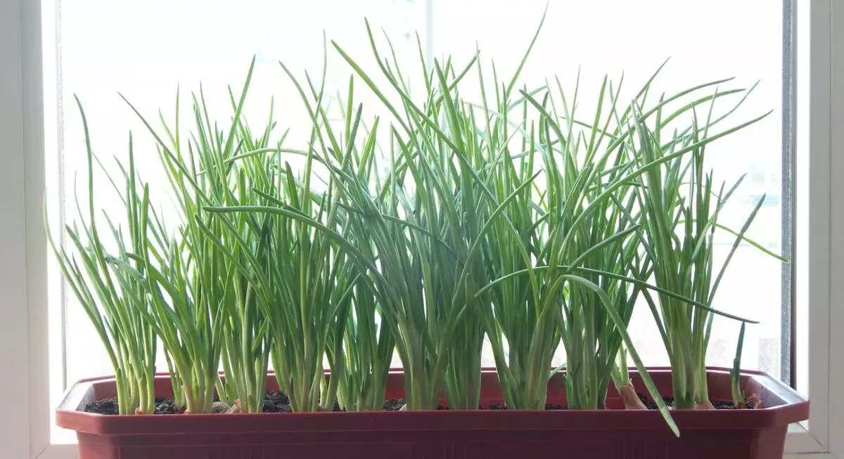 [Växter i huset] Vilken typ av gröna kan odlas på din egen Windowsill?