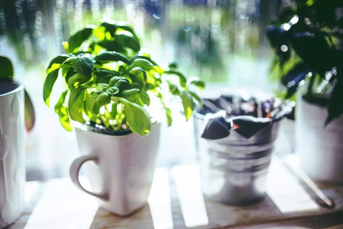 [Plante in die huis] Watter soort groente kan op jou eie vensterbank gegroei word?