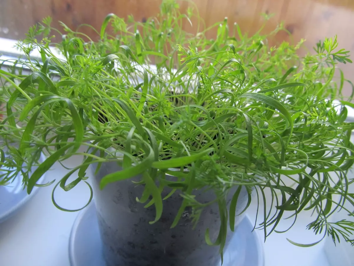 [Rastliny v dome] Aký druh zelených môže byť pestovaný na vlastnej Windowsill?