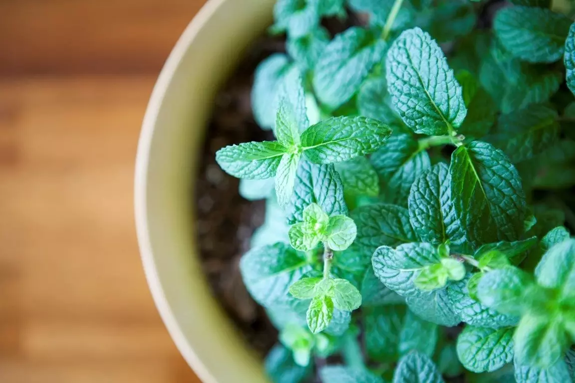 [Plante in die huis] Watter soort groente kan op jou eie vensterbank gegroei word?